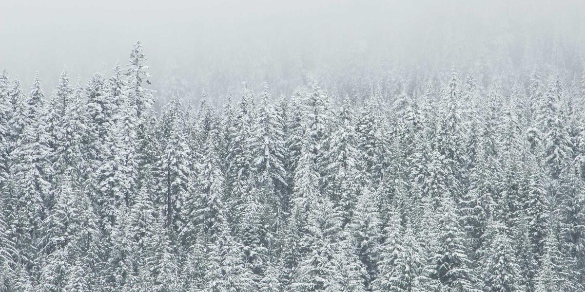 Radius - Forest Canopy circular patterns 1 - Welcome to Our Site Photo Gallery 2
